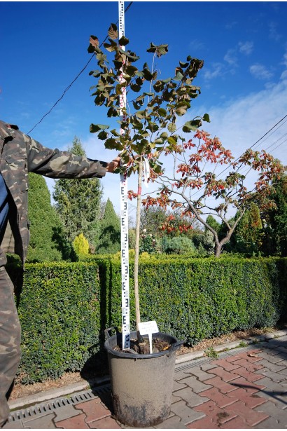 Фундук Червоний на штамбі в контейнері